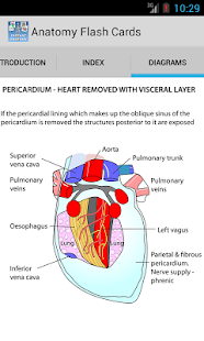 Anatomy Flash Cards  v3.4
